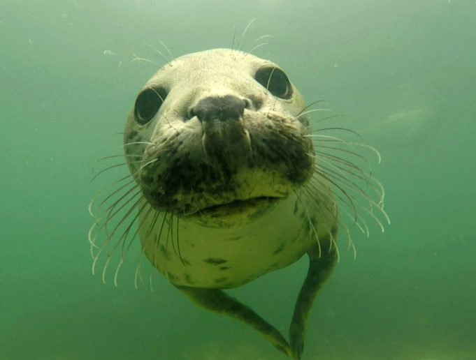 Grey seals discovered clapping underwater to communicate Grey seals discovered clapping underwater to communicate