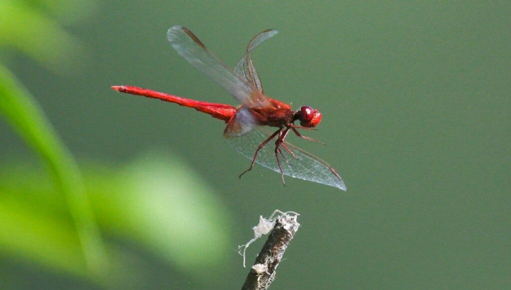 Half a million insect species face extinction scientists
