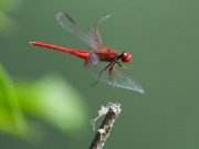 Half a million insect species face extinction scientists