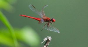 Half a million insect species face extinction scientists