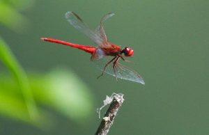 Half-a-million insect species face extinction: scientists Half a million insect species face extinction scientists