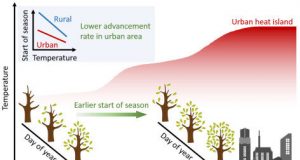 Heat trapped in urban areas tricks trees into thinking spring has arrived earlier
