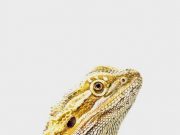 Hidden away An enigmatic mammalian brain area revealed in reptiles