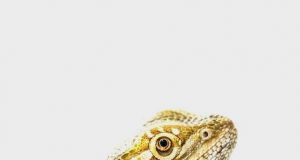 Hidden away: An enigmatic mammalian brain area revealed in reptiles