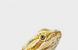 Hidden away: An enigmatic mammalian brain area revealed in reptiles Hidden away An enigmatic mammalian brain area revealed in reptiles