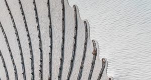 How and when spines changed in mammalian evolution
