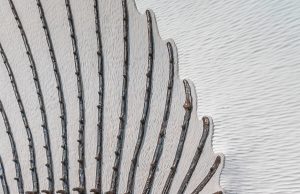 How and when spines changed in mammalian evolution How and when spines changed in mammalian evolution