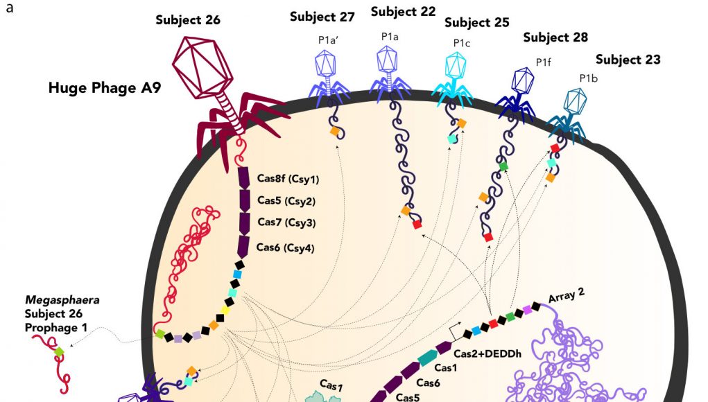 Huge bacteria eating viruses close gap between life and non life