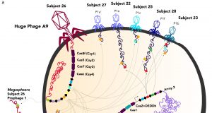 Huge bacteria eating viruses close gap between life and non life