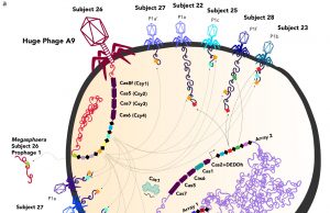 Huge bacteria-eating viruses close gap between life and non-life