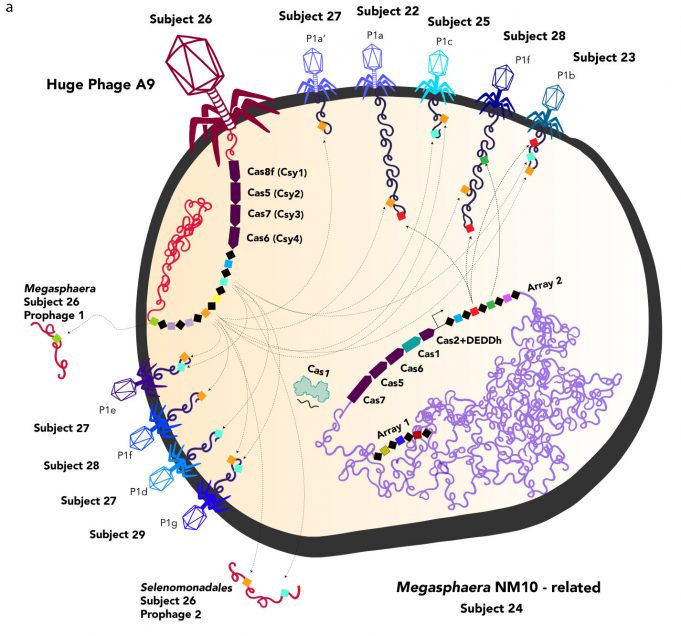 Huge bacteria-eating viruses close gap between life and non-life Huge bacteria eating viruses close gap between life and non life