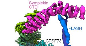 Key molecular machine in cells pictured in detail for the first time