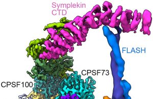 Key molecular machine in cells pictured in detail for the first time Key molecular machine in cells pictured in detail for the first time