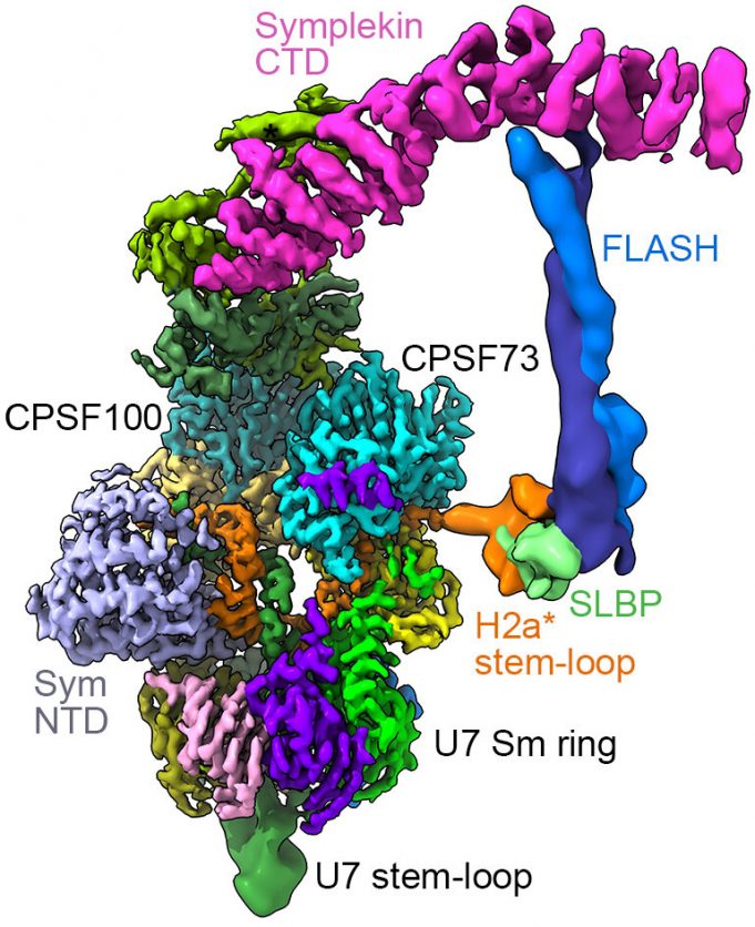 Key molecular machine in cells pictured in detail for the first time Key molecular machine in cells pictured in detail for the first time