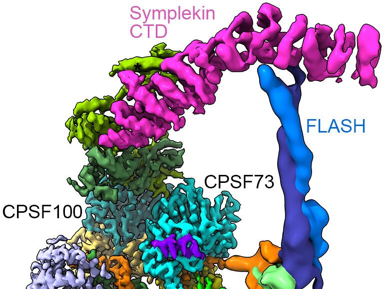 Key molecular machine in cells pictured in detail for the first time