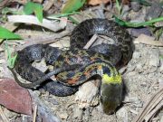 Line of defense Scientists report surprising evolutionary shift in snakes