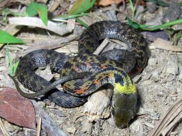 Line of defense Scientists report surprising evolutionary shift in snakes
