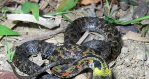 Line of defense Scientists report surprising evolutionary shift in snakes