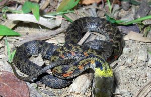 Line of defense: Scientists report surprising evolutionary shift in snakes Line of defense Scientists report surprising evolutionary shift in snakes