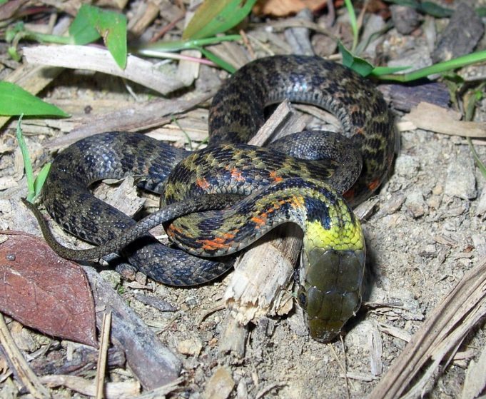 Line of defense: Scientists report surprising evolutionary shift in snakes Line of defense Scientists report surprising evolutionary shift in snakes