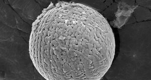 Meteorites reveal high carbon dioxide levels on early Earth