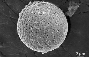 Meteorites reveal high carbon dioxide levels on early Earth Meteorites reveal high carbon dioxide levels on early Earth