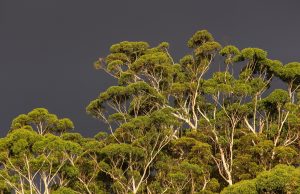 More countries publishing ecosystem accounts, considering environment in economic decisions More countries publishing ecosystem accounts considering environment in economic decisions