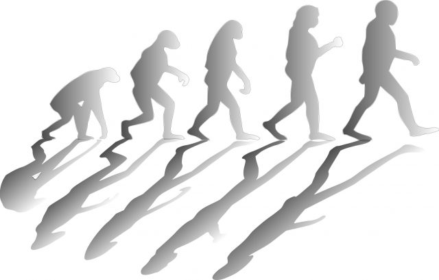 New mathematical model reveals how major groups arise in evolution New mathematical model reveals how major groups arise in evolution