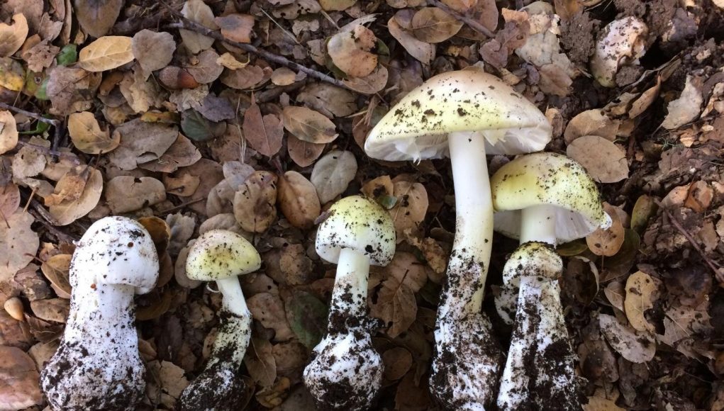 New test identifies poisonous mushrooms