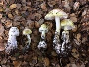 New test identifies poisonous mushrooms