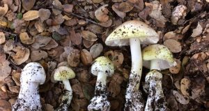 New test identifies poisonous mushrooms