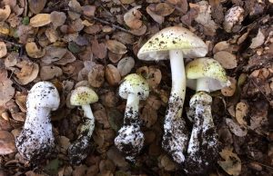 New test identifies poisonous mushrooms New test identifies poisonous mushrooms