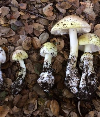 New test identifies poisonous mushrooms New test identifies poisonous mushrooms
