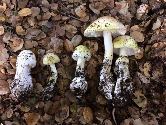 New test identifies poisonous mushrooms
