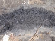 New thalattosaur species discovered in Southeast Alaska scaled