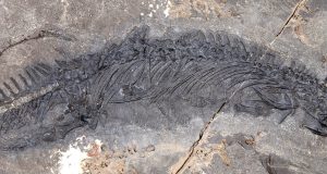 New thalattosaur species discovered in Southeast Alaska scaled