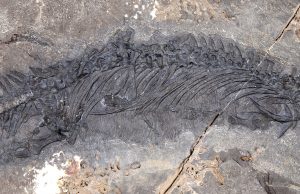 New thalattosaur species discovered in Southeast Alaska New thalattosaur species discovered in Southeast Alaska scaled