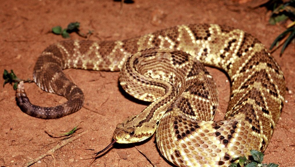 Novel formulation permits use of toxin from rattlesnake venom to treat chronic pain