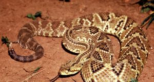 Novel formulation permits use of toxin from rattlesnake venom to treat chronic pain