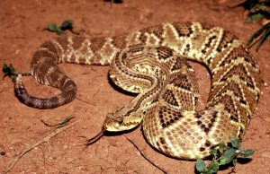 Novel formulation permits use of toxin from rattlesnake venom to treat chronic pain Novel formulation permits use of toxin from rattlesnake venom to treat chronic pain