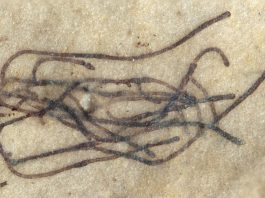 One billion year old green seaweed fossils identified relative of modern land plants