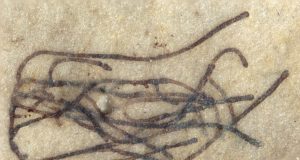 One billion year old green seaweed fossils identified relative of modern land plants