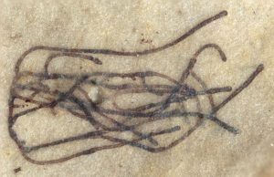 One billion-year-old green seaweed fossils identified, relative of modern land plants One billion year old green seaweed fossils identified relative of modern land plants