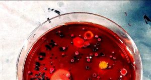One quarter of bacterial pathogens can spread antibiotic resistance directly to peers