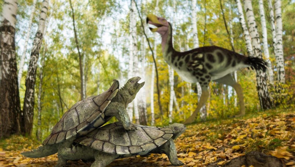 One single primitive turtle resisted mass extinction in the northern hemisphere
