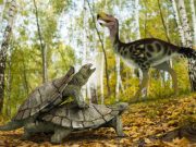 One single primitive turtle resisted mass extinction in the northern hemisphere