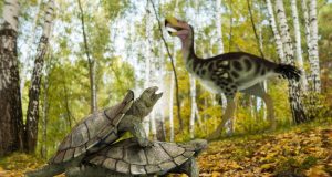 One single primitive turtle resisted mass extinction in the northern hemisphere