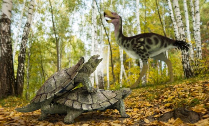 One single primitive turtle resisted mass extinction in the northern hemisphere One single primitive turtle resisted mass extinction in the northern hemisphere