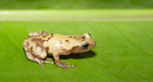 One third of plant and animal species could be gone in 50 years study says