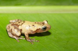 One-third of plant and animal species could be gone in 50 years, study says One third of plant and animal species could be gone in 50 years study says